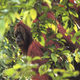 Illustration for article titled Evidence that wild orangutans are scary smart